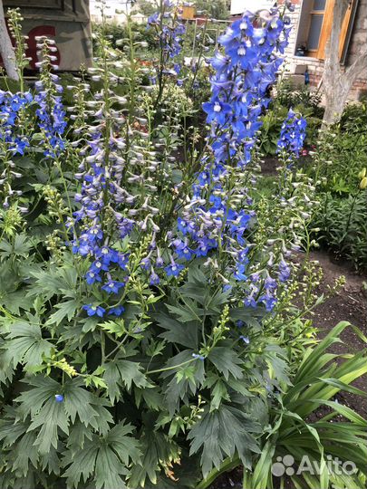 Многолетники для сада