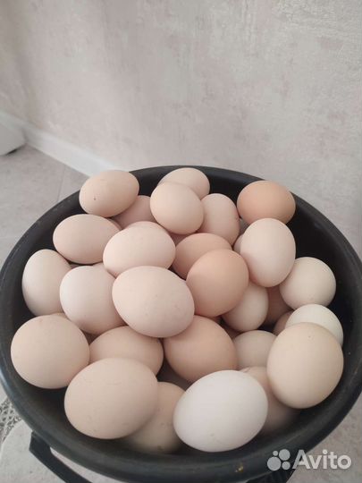 Домашние куриные яйца