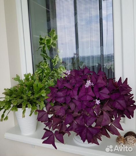Кислица фиолетовая Oxalis Burgundy Wine