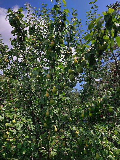 Дом 270,8 м² на участке 43 сот.