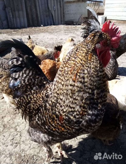 Петух доминант