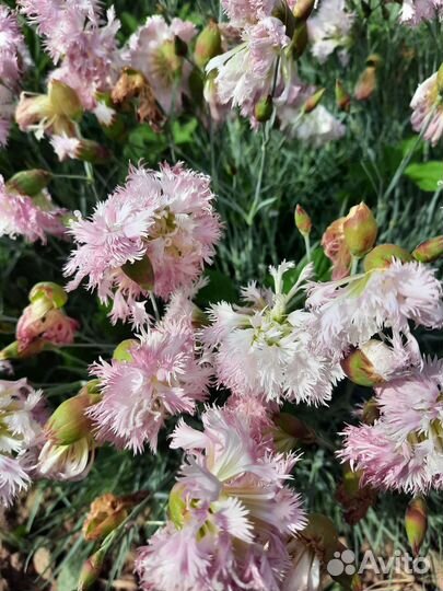 Гвоздика перистая