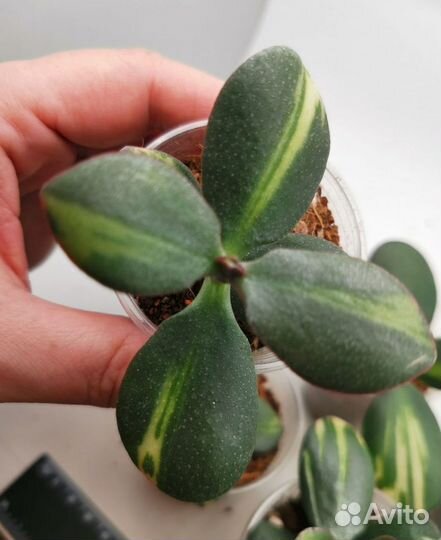 Crassula Solana