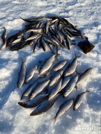 Рыбалка на Белом море