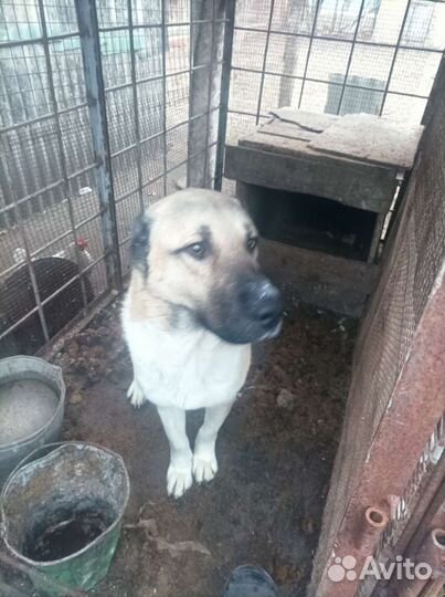 Отдам в охрану среднеазитского кабеля