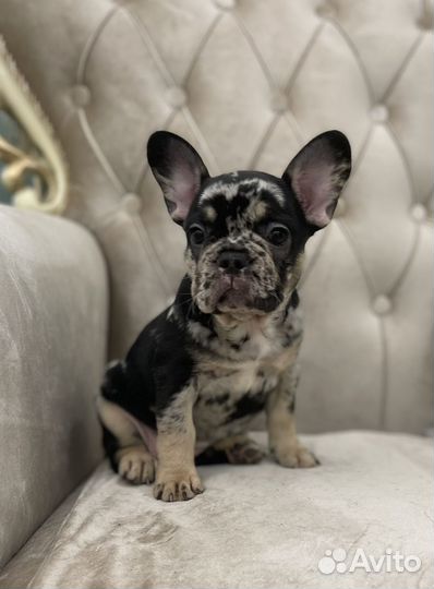 Мраморное чудо