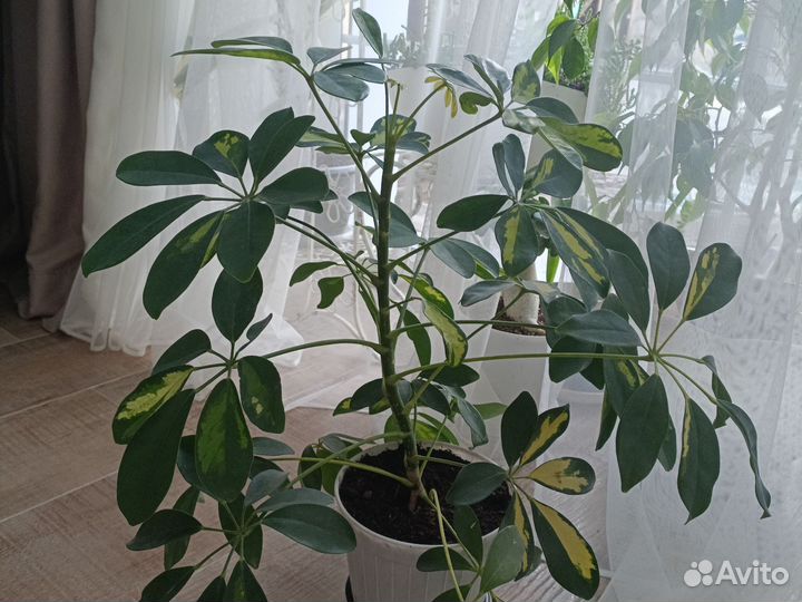 Комнатные цветы шефлера