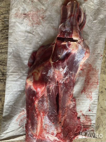 Продам говядину