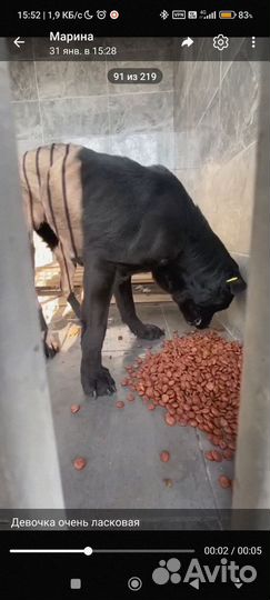 Кане корсо в добрые руки