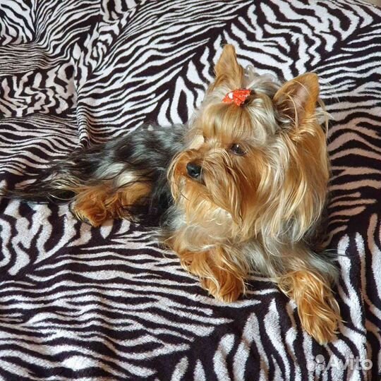 Йоркширский терьер ищет девочку для вязки