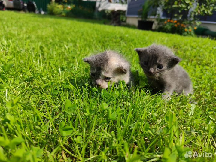 Славные котята ищут своего хозяина