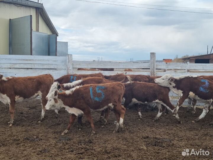 Нетель, телка