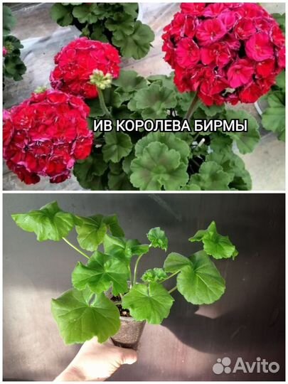 Пеларгонии сортовые