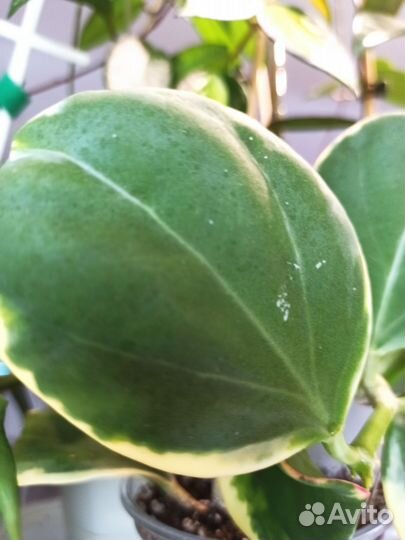 Хойи на срез