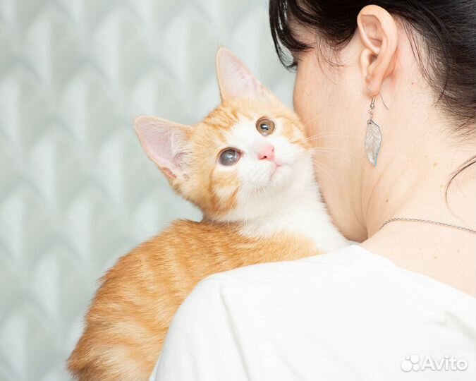 Рыжий котёнок