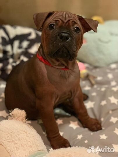 Щенки чунцина