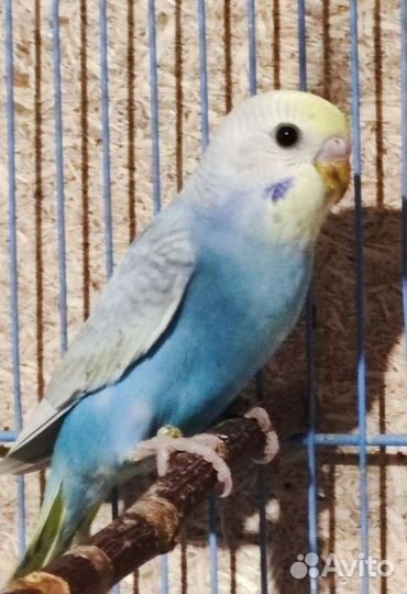 Радужные попугаи