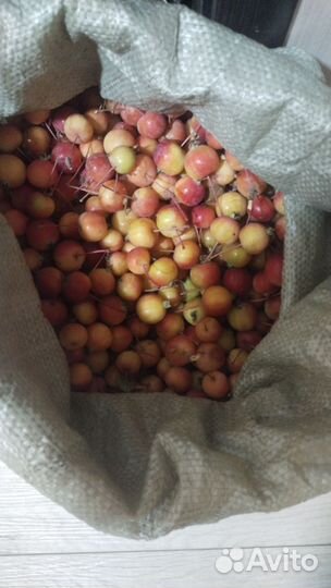 Яблоки ранетки