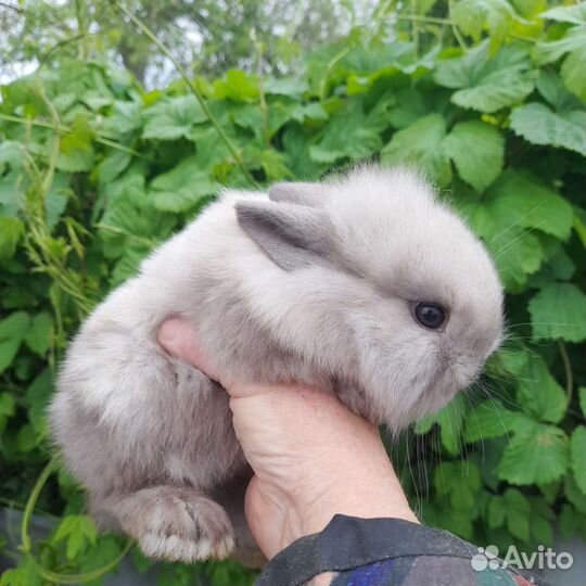 Французики