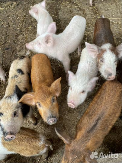 Поросята