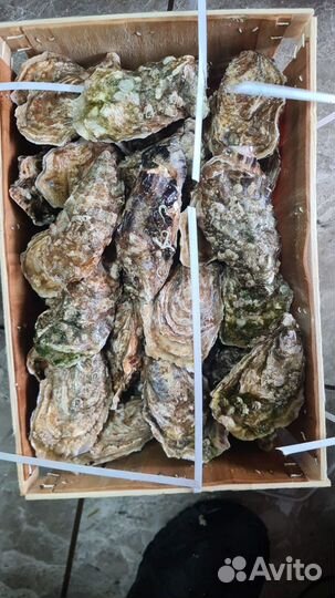 Живые устрицы