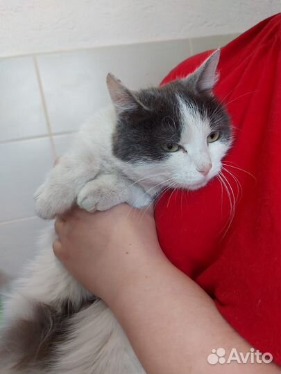Ласковая кошечка