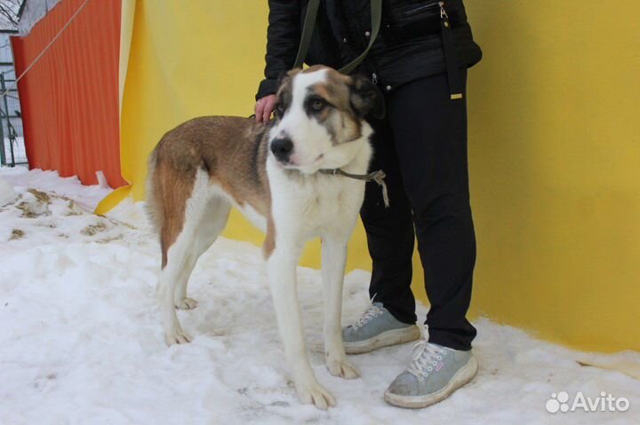 Красивая, но скромная собака ищет дом