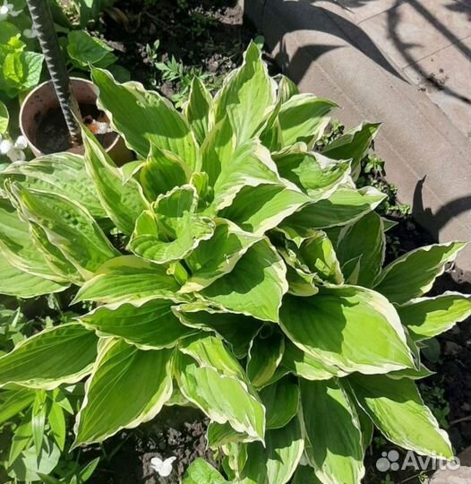 Хоста растение