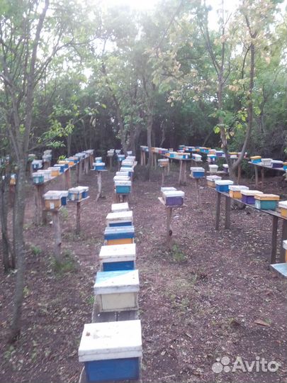 Пчеломатки Карпатка 2024