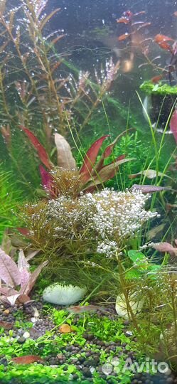 Аквариумные растения