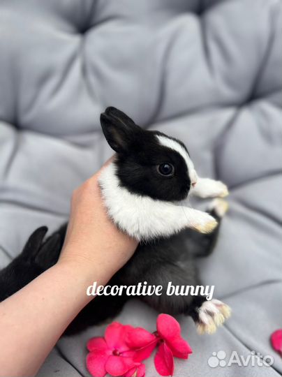 Декоративные кролики Минор