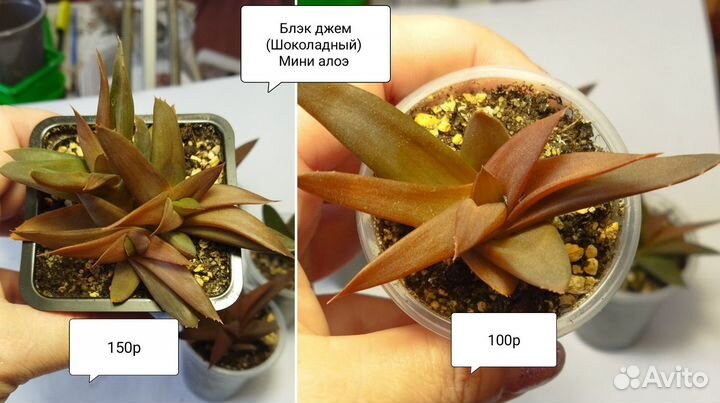 Хавортии #1, Блэк Джем (Суккуленты)