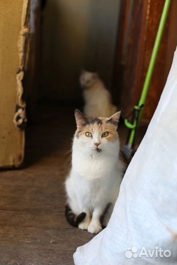 Глаша в добрые ручки
