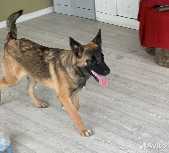 Щенок малинуа 7 месяцев (без документов)