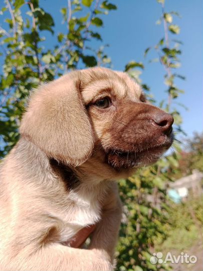 Щенок девочка 2 месяца