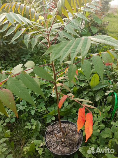 Саженцы декоративных деревьев Сумах оленерогий