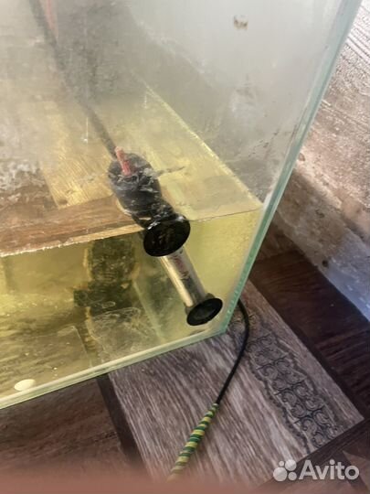 Отдам в добрые руки черепашку