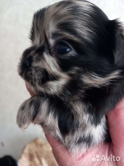 Щенки чихуаху