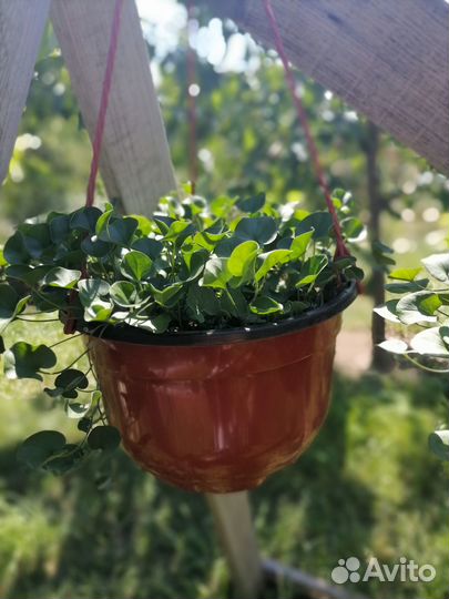 Дихондра ампельная/почвопокровник