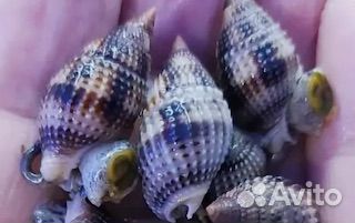 Моллюски для Морского аквариума