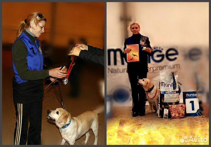 Дрессировка собак.Обучение владельцев.Передержка