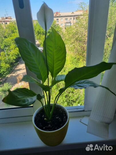 Спатифиллум