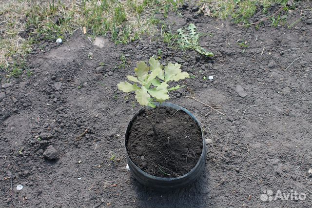 Саженцы дуб