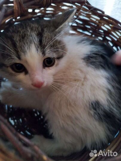 Котенок-пушинка Бонни 1.5 мес