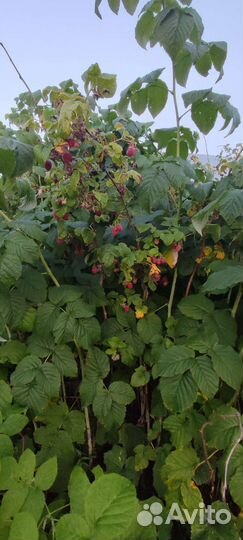 Саженцы малины