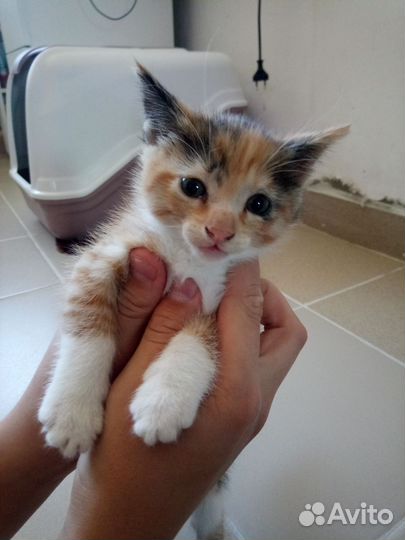 Кошки в добрые руки бесплатно
