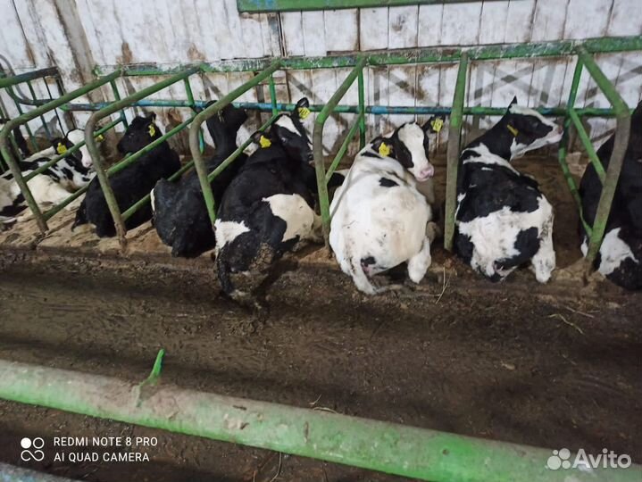 Телята бычки