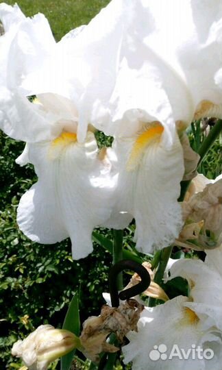 Многолетние цветы и кустарники,роза плетистая