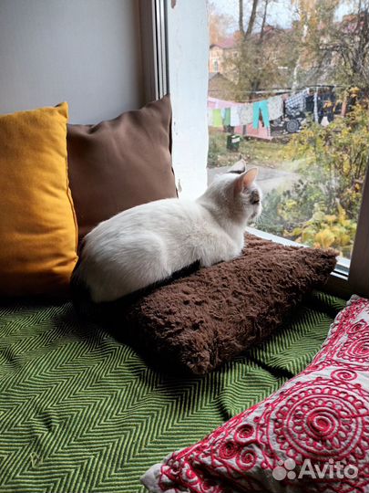 Кошка в добрые руки