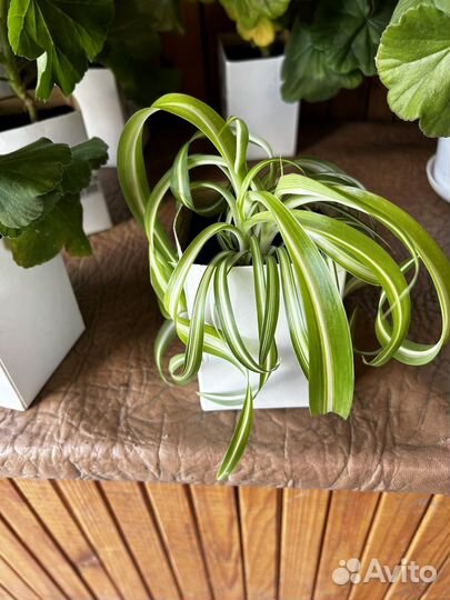 Комнатные цветы, герань, колеус, традесканция